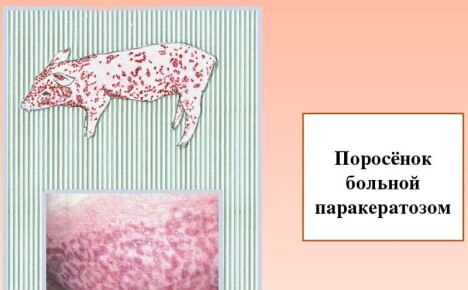 Parakeratoosi sioissa asiantuntijoiden näkökulmasta