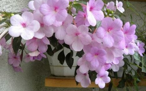 Achimenes kukka, hoito ja lisääntyminen kotona