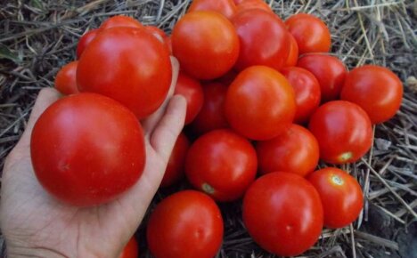 Varhainen ja hedelmällinen Yamal-tomaatti - lajikkeen ominaisuudet ja kuvaus