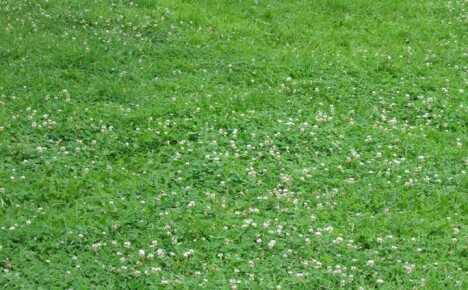 Ammattitaitoinen neuvonta valkoisen apilan nurmikon istuttamisesta ja ylläpidosta