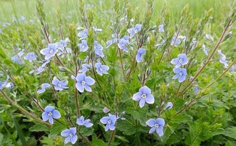 Vaihtamaton ase taistelussa näkymätöntä vihollista vastaan ​​- yrtti Veronica officinalis