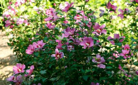 Kasvava puutarha-hibiscus - runsaan kukinnan salaisuudet