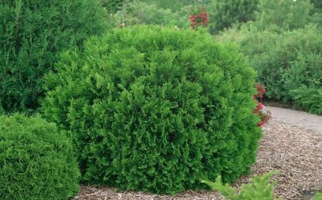 Erityinen paikka thuja Hoserin maisemasuunnittelussa