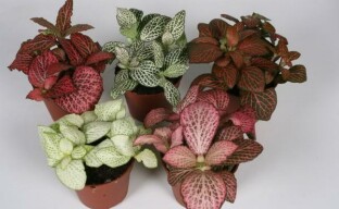 Tyypit fittonia ikkunalaudalle