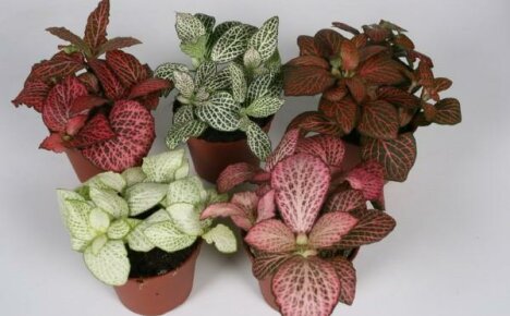 Tyypit fittonia ikkunalaudalle
