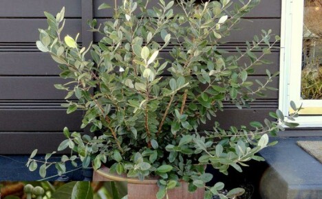 Feijoa-huonekasvi sujuu hyvin huoneistoissamme