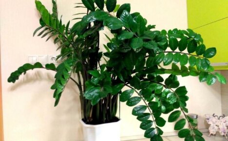 Zamioculcas - tyylikkään dollaripuun kotihoito