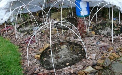 Älä missaa hetkeä, jolloin ruusut ovat suojaisina talveksi