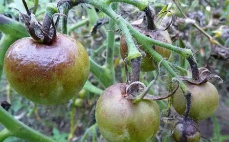 Tomaattien sienitaudit: ulkonäön merkit ja ehkäisymenetelmät
