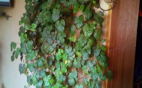 Arvokkaat kotiviinirypäleet - huonekasvi tyylikkääseen sisustukseen