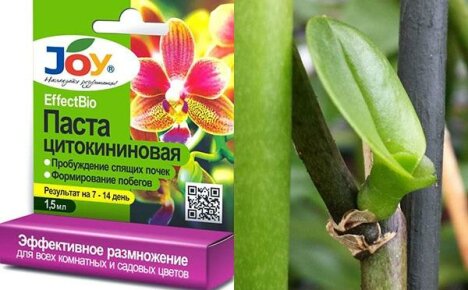 Sytokiniinipasta orkidean elvyttämiseksi