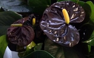 Anthurium Black Queen - Mustan prinssin arki