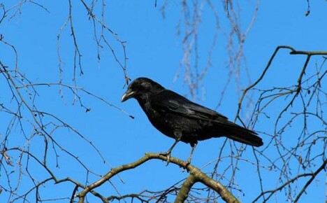 Miksi varikset ovat vaarallisia henkilökohtaisessa juonessa
