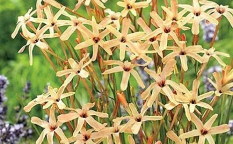 Lämpöä rakastava lempeä kauneus Ixia paniculata