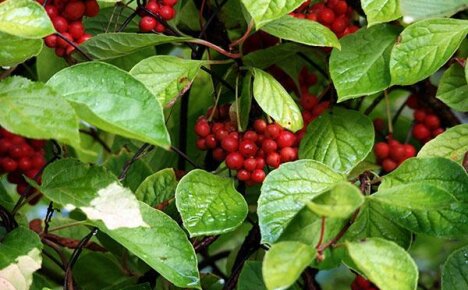 Schisandra chinensis -valmisteen lääkinnälliset ominaisuudet ja vasta-aiheet