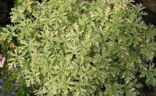 Tuoksuva kauneus - tuoksuva geranium