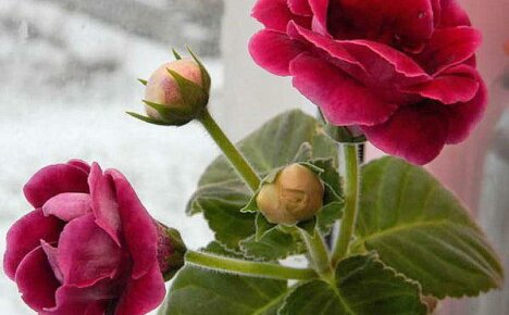 Gloxinia Yesenia yllättää meidät kauneudellaan