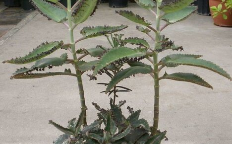 Kalanchoe Degremona - vihreän parantajan kotihoito