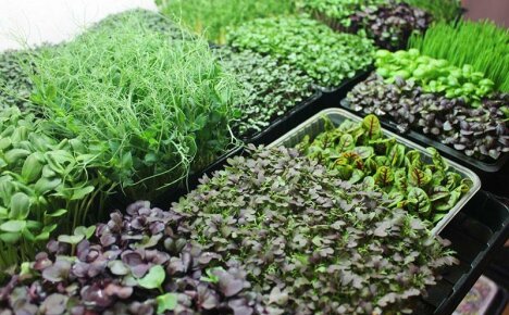 Kotitekoiset mikrovihreät ovat täydellinen tuote ruokavalioosi