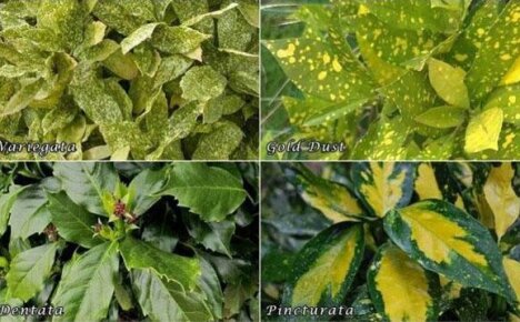 Aucuba japonica on ylellinen kasvi kotiisi
