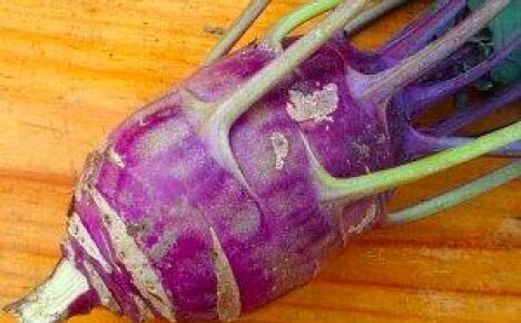 Kohlrabikaali - kaikki mehukkaan varren kasvatuksen salaisuudet