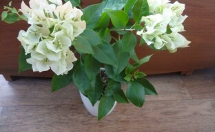 Bougainvillean kotihoidon ominaisuudet