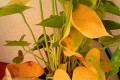 Kuinka estää anthurium-tauteja