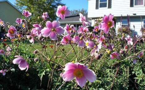 Anemone-mukuloiden istuttaminen avoimeen maahan ja kasvien hoito