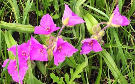 Esitämme teille huomionne Tradescantian tyypit ja lajikkeet kotona kasvatettaviksi