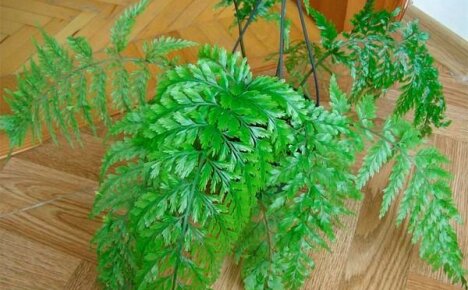 Rehevä komea asplenium-sipuli
