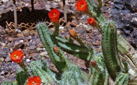 Talvikestävä kaktus echinocereus pystyy selviytymään avoimella kentällä