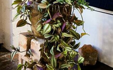 Helppo hoitaa tradescantia ikkunalaudallasi