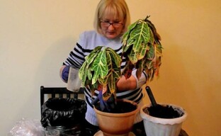 Croton elvytys tai kun kukkakaupasta tulee lääkäri