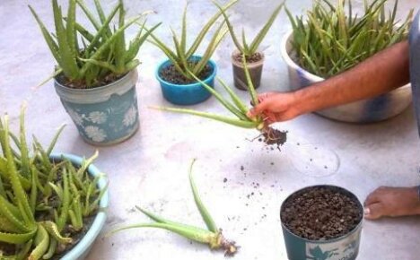 Kuinka levittää aloe kotona: 4 yksinkertaista tapaa