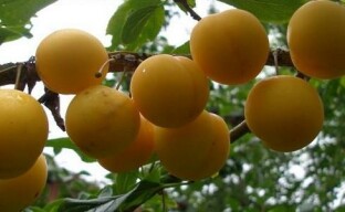 Mikä on venäläisen luumun tai hybridikirsikkaluumun erityispiirre