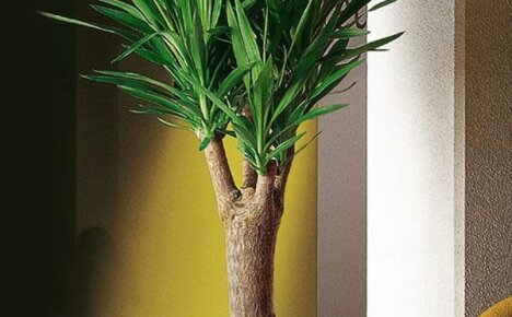 Kuinka karsia yucca - perussäännöt ja asiantuntijoiden neuvoja