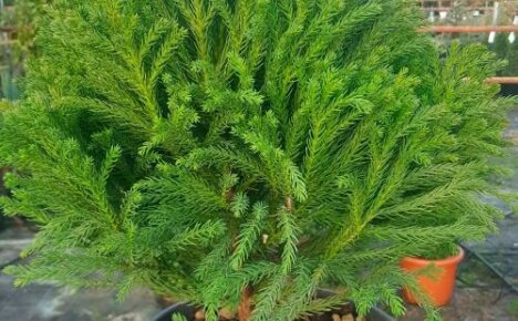 Indoor cryptomeria - tuoksuva kompakti efedra kotiisi
