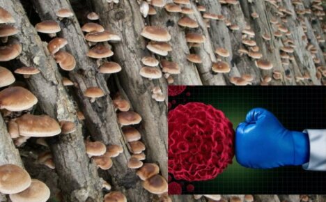Shiitake-sienet - elämän eliksiirin edut ja haitat