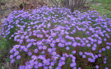 Kaikkein vaatimattomin kukka kukkaselle - erigeron, istutus ja hoito, valokuva