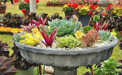 Kaikki mitä sinun tarvitsee tietää echeveria-huonekasvista
