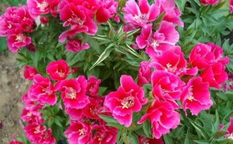 Kasvava Clarkia siro kesämökissä siemenistä