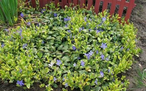 Periwinkle-valmisteen käyttö perinteisessä lääketieteessä
