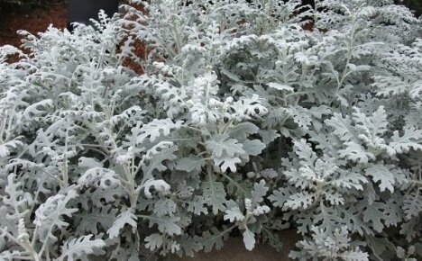 Vaatimaton yksivuotinen kukka - cineraria marine