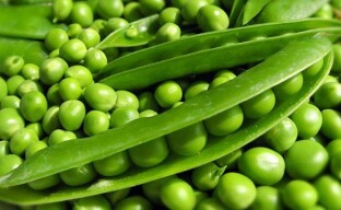 Herneiden kasvattaminen puutarhapenkissä on kaikkien valta