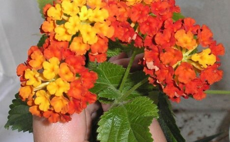 Sateenkaaren kukka lantana camara - mitä siinä on erityistä ja miten kasvaa
