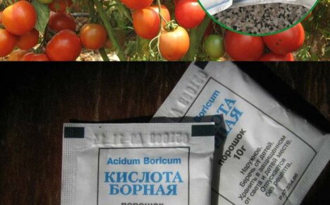 Kuinka ja miksi ruiskutetaan tomaatteja boorihapolla