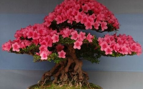 Kuinka kasvattaa sakura bonsai kotona