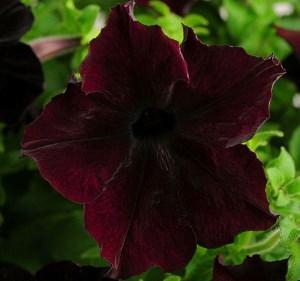 Petunia F1 suurikukkainen karhunvatukka-sofistiikka