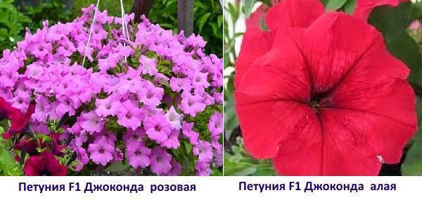 Petunia F1 Gioconda vaaleanpunainen ja punertava kuva