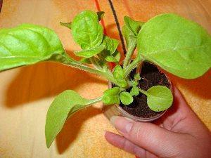 petunia maljassa